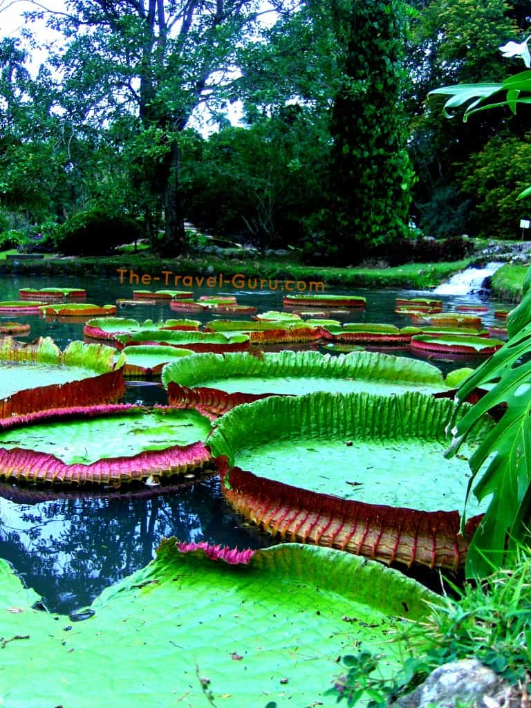 Botanical Gardens Rio de Janeiro