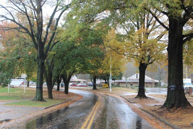 Falling Leaves In Charlotte, North Carolina